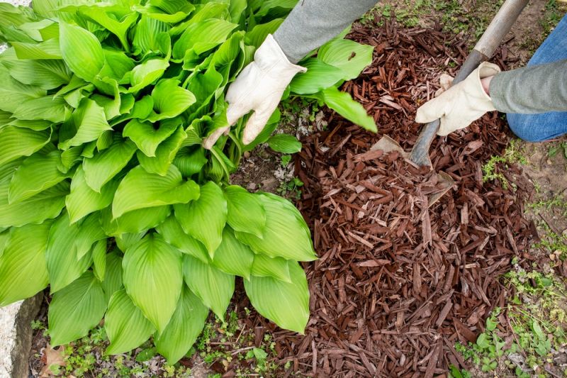 Reduce Weeds With Mulch