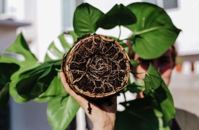 Root Washing Your New Plants