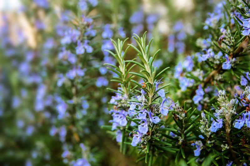 Scented Plants for Every Garden