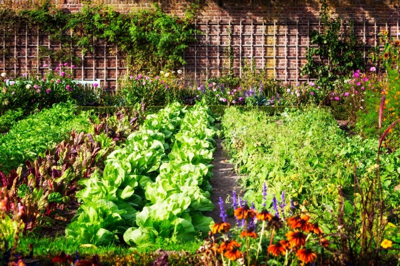 Tips and Tricks to Level Up Your Vegetable Garden