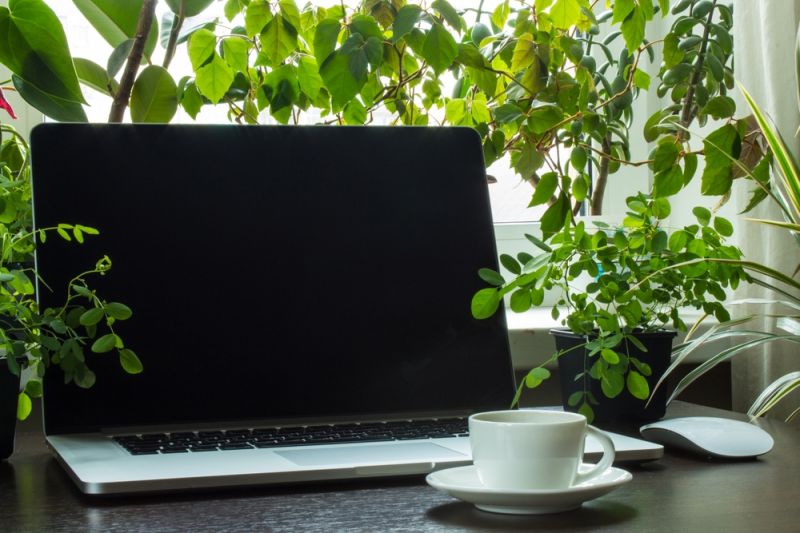 Top 5 Plants for the Home Office