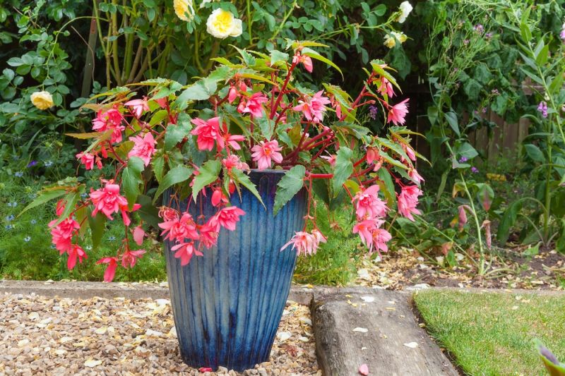 Top 5 Plants to Grow in Containers