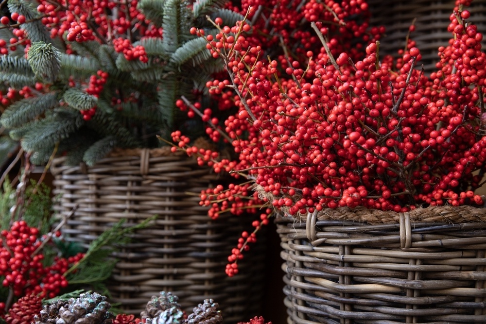 Top 5 winter-interest plants for your garden and balcony - Triple Tree  Nurseryland