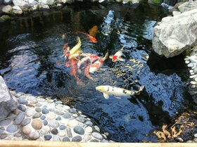 Pond supplies