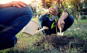 Potting soil