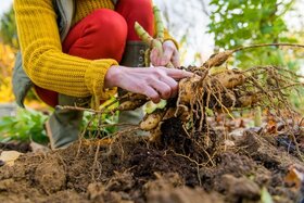 Potting soil