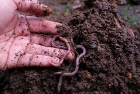 Potting soil