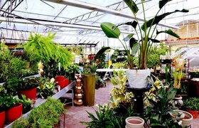 Tropical Plants