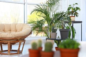 Tropical Plants