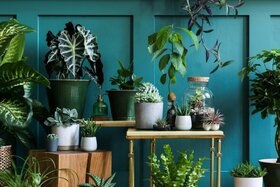 Tropical Plants