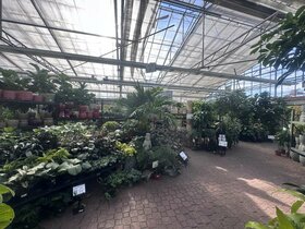 Tropical Plants