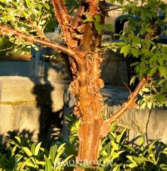 Paperbark Maple - image 1