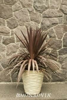 Red Star Draceana Palm