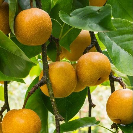 20Th Century (Nijisseiki) Oriental Pear Tree