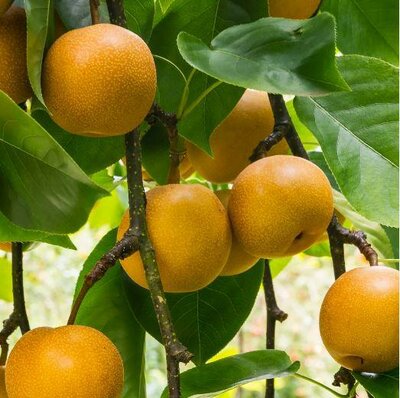 20Th Century (Nijisseiki) Oriental Pear Tree