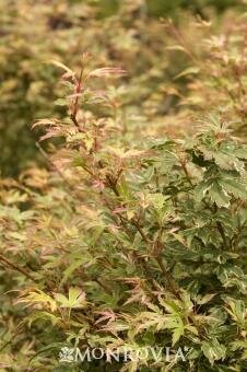 Butterfly Japanese Maple