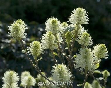 Mt. Airy Fothergilla - image 1