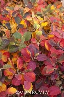 Mt. Airy Fothergilla - image 2