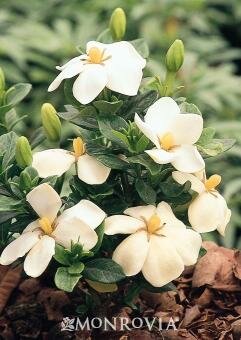 Kleim's Hardy Gardenia