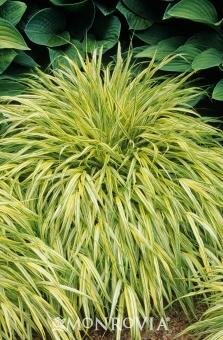 AUREOLA JAPANESE FOREST GRASS - image 1