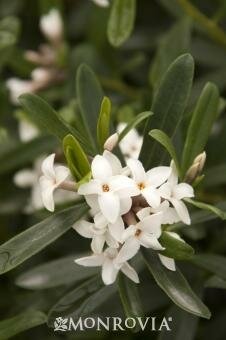 Eternal Fragrance Daphne - image 2