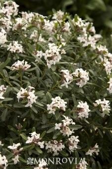 Eternal Fragrance Daphne - image 1