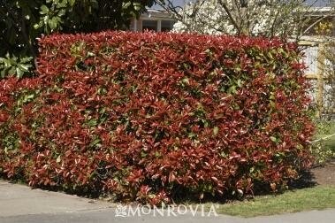 Fraser's Photinia - 6' Stake