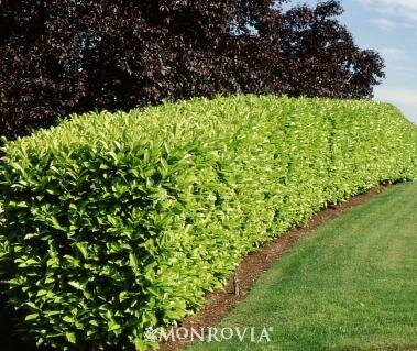 English Laurel