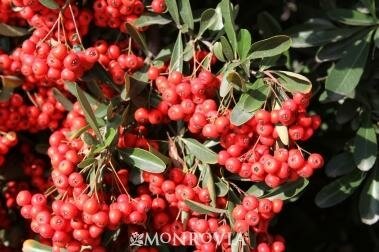 Victory Pyracantha On Trellis - image 2