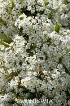 Victory Pyracantha On Trellis - image 3