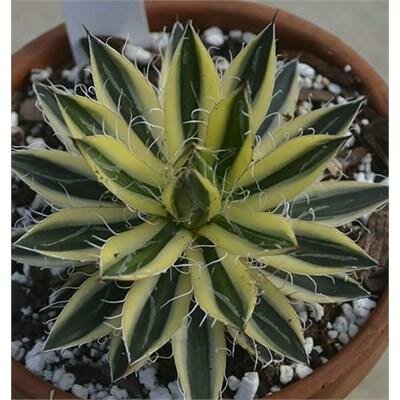 Royal Flush Dwarf Agave