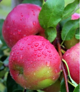 Ambrosia Apple Tree