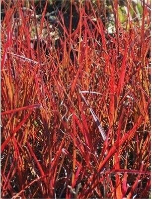Holy Smoke Big Bluestem (Andropogon)