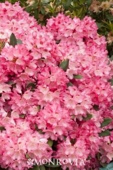 Anna Rose Whitney Rhodo
