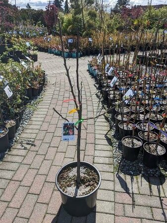 4- Way Combo Apple Tree