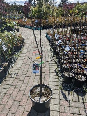 4- Way Combo Apple Tree