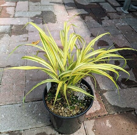 AUREOLA JAPANESE FOREST GRASS - image 2