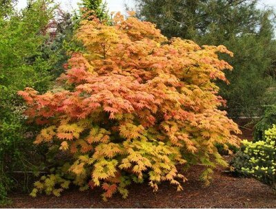 Autumn Moon Full Moon Maple - image 2