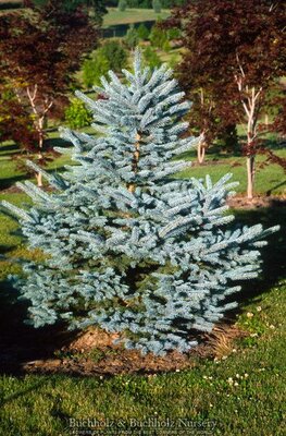 Baby Blue Spruce