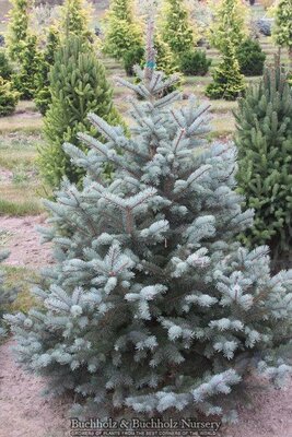 Baker's Blue Spruce