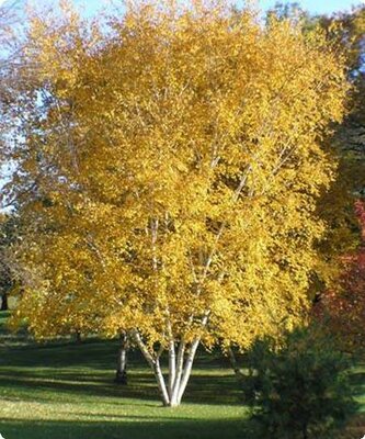 Clumping Paperbark Birch