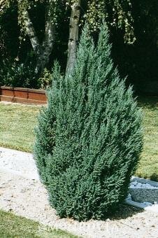 Blue Point Juniper