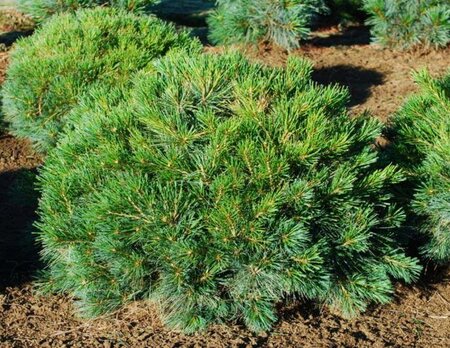 Blue Shag White Pine - image 2