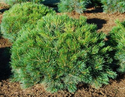 Blue Shag White Pine - image 2