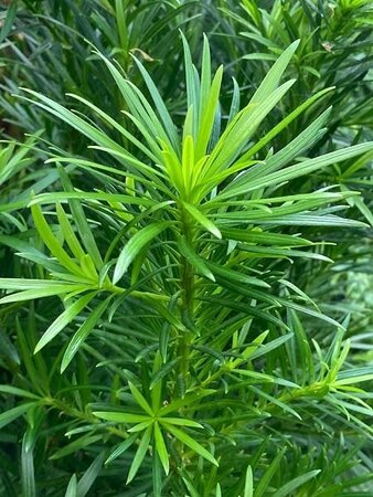 Buddhist Pine Maki Bush - image 2