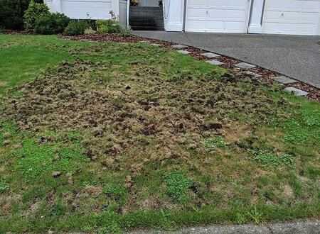 Chafer Grub Nematodes - image 2