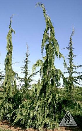 Jubilee Nootka Cypress (Alaskan Cedar)