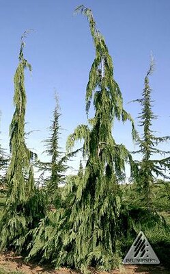 Jubilee Nootka Cypress (Alaskan Cedar)
