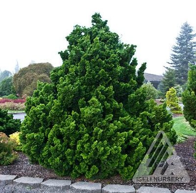 Dwarf Hinoki Cypress