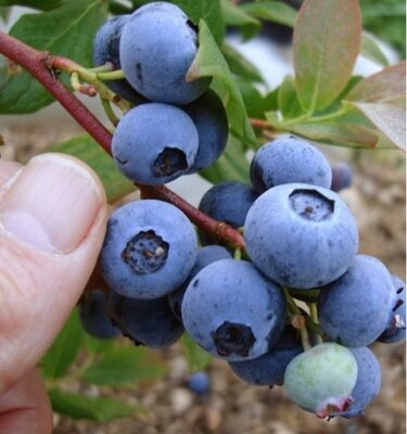 Chandler Blueberry Plant
